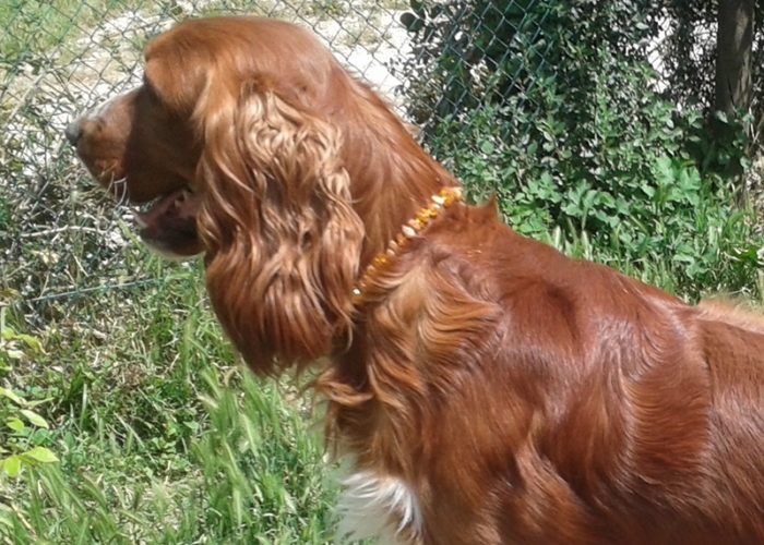 Berto con collare di Ambra Baltica