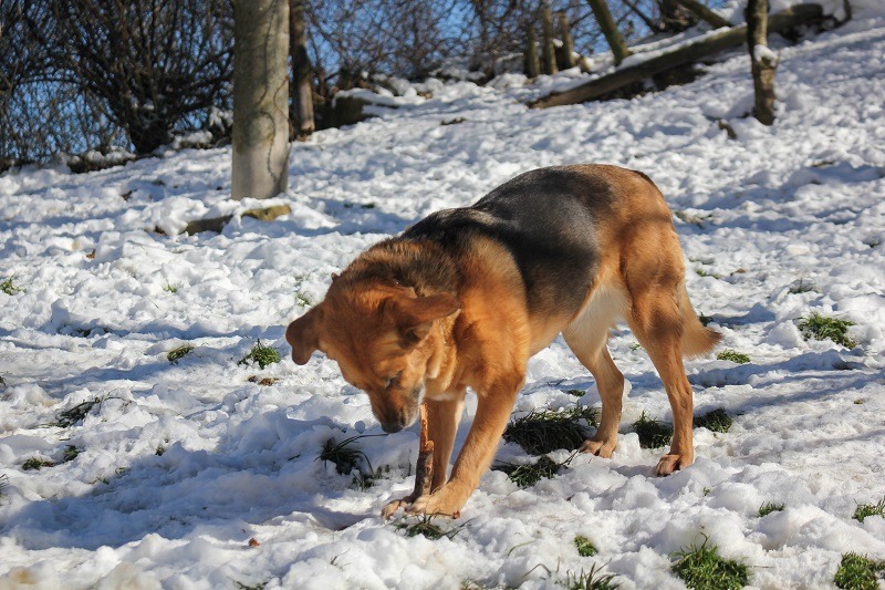 parassiti invernali