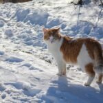 parassiti invernali