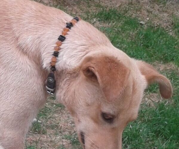 Come funziona l'ambra