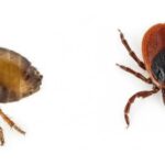 Pulci e zecche