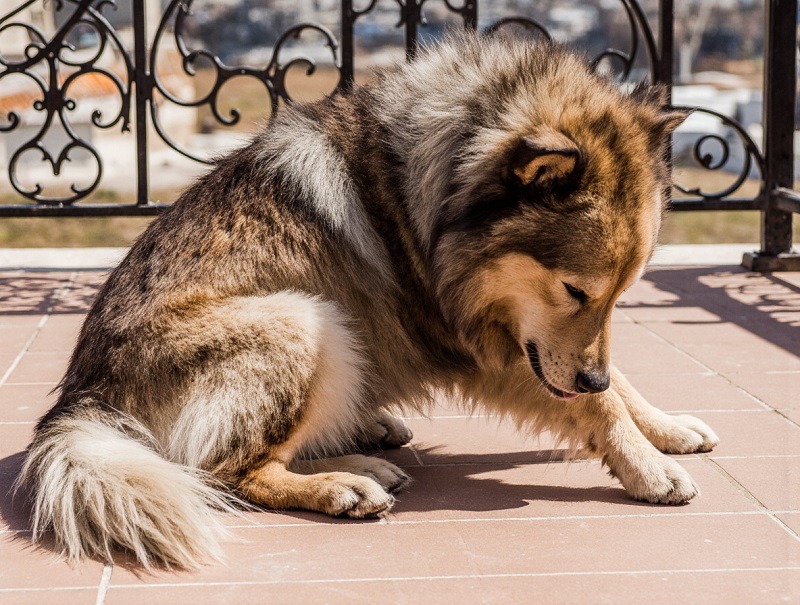 <span style="color: #046923;">Come mi accorgo se il mio animale ha i parassiti?</span> 1 parassiti