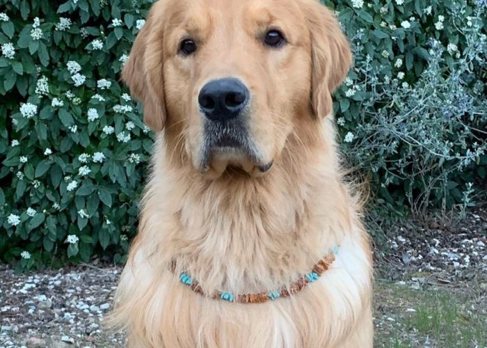 WhatsAppImage2019 04 03at2007551