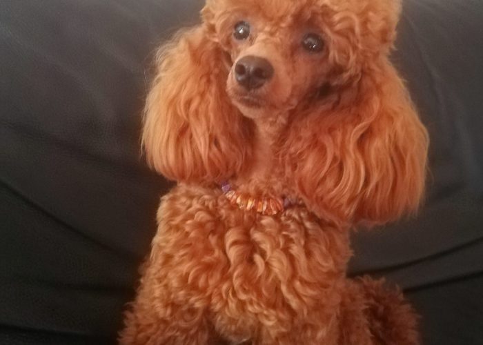 WhatsAppImage2019 07 16at183819