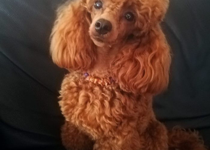 WhatsAppImage2019 07 16at18381911