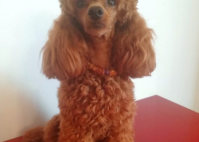 WhatsAppImage2019 07 16at18382013