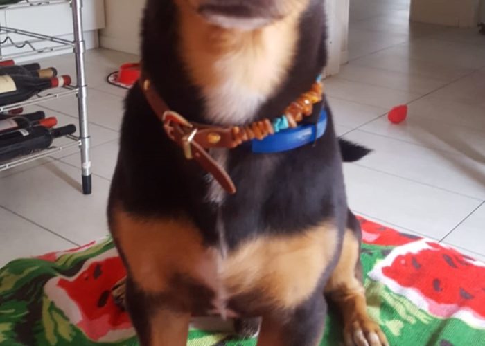 WhatsAppImage2019 08 02at190958