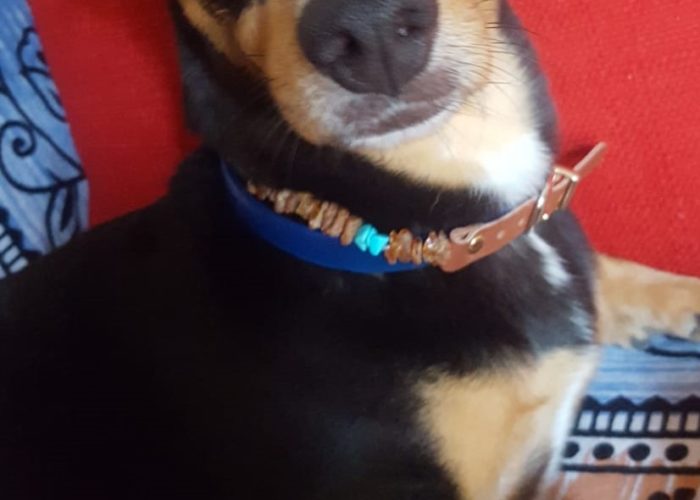 WhatsAppImage2019 08 02at191035