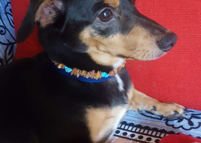 WhatsAppImage2019 08 02at191125