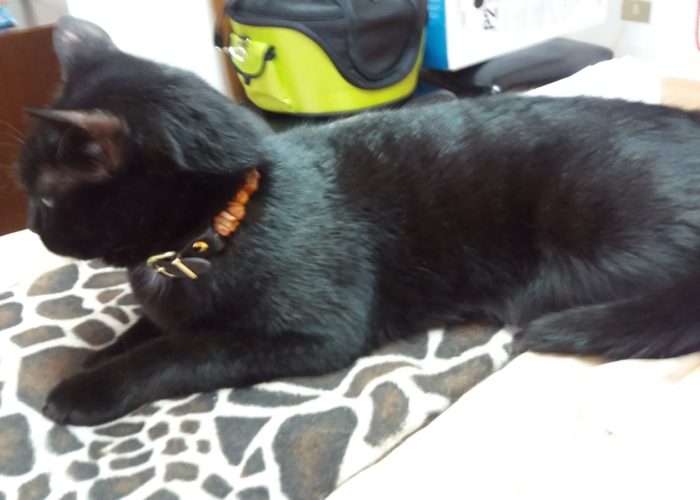 WhatsAppImage2019 08 08at1205443