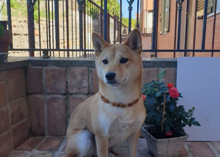 WhatsAppImage2019 10 09at132310