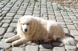 Ares