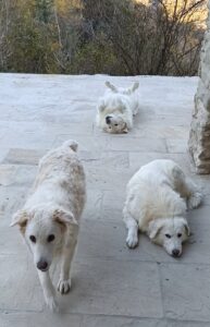 Ares Atena e Lola