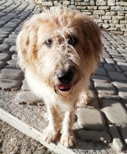 Oliver 1