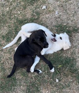 Ariel e Havana e1751777334448